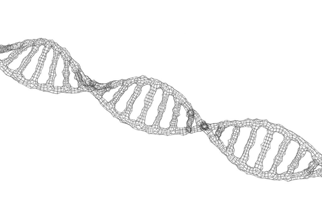 Polynucleotides are long chains of nucleotides, the building blocks of DNA and RNA